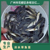 淡水草魚苗養(yǎng)殖基地 成活率99% 統(tǒng)貨 恒溫箱+雙層氧氣袋