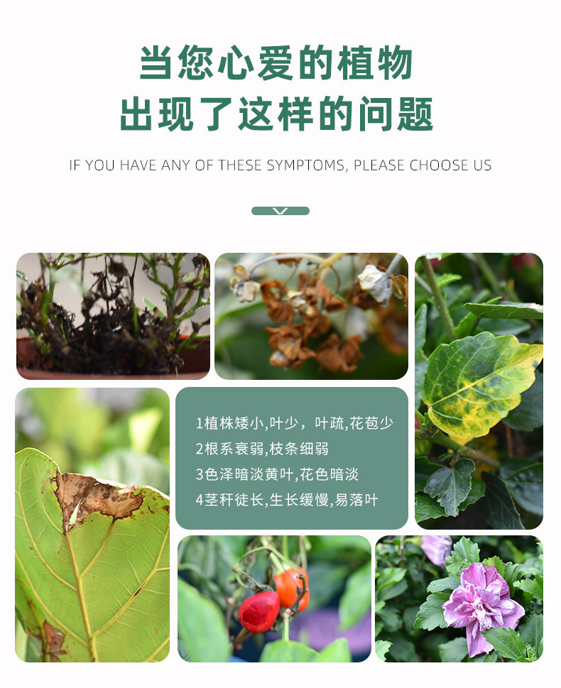花彩控釋顆粒_04