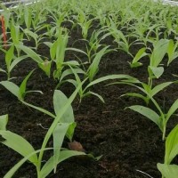 白芨苗 種苗批發(fā)廠家 優(yōu)質(zhì) 大量供應