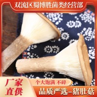 豬肚菇散裝新鮮豬肚菌批發(fā)代發(fā)新鮮蘑菇食用菌菇批發(fā)煲湯餐飲食材