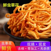 蟲草蟲草花鮮貨鮮濕蟲草花金北蛹菇孢子頭類煲湯食材非干貨批發(fā)