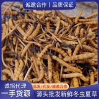 2023新鮮冬蟲夏草蟲草正品新鮮蟲草大量批發(fā)冷鏈運輸鮮草批發(fā)