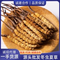冬蟲夏草 蟲草整草 凍干蟲草 斷草斷蟲草大量批發(fā)一手足干新貨