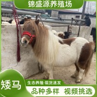 矮馬活體寵物馬設特蘭矮馬出售家養(yǎng)小馬駒兒童騎乘馬矮腳馬
