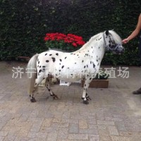 德保矮馬馴化成熟穩(wěn)定 進口設特蘭矮馬可騎乘景區(qū)觀賞矮馬互動強