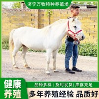 迷你小矮馬兒童騎乘馬 活體矮馬 德保矮馬設特蘭小矮馬價格