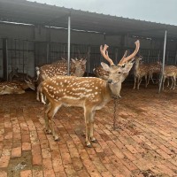 純種成年梅花鹿幼崽活體養(yǎng)殖場(chǎng) 景區(qū)動(dòng)物園觀賞寵物梅花鹿多少錢(qián)