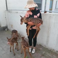 梅花鹿幼崽活體批發(fā)價(jià)格 人工馴養(yǎng)親人梅花鹿 觀賞梅花鹿養(yǎng)殖場(chǎng)