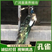 廠(chǎng)家生態(tài)養(yǎng)殖開(kāi)屏藍(lán)孔雀種苗活體 各種孔雀幼苗公母一對(duì)價(jià)格供應(yīng)