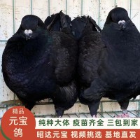 精品圓環(huán)鴿巨型元寶鴿一對種鴿養(yǎng)殖觀賞鴿活物包郵包活基地直發(fā)