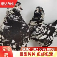 疫苗齊全巨型元寶鴿多少錢青年鴿雪花元寶鴿種鴿養(yǎng)殖場觀賞鴿