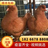 正宗元寶鴿養(yǎng)殖場(chǎng)特大鴿一對(duì)白色巨型鴿大體型肉鴿種鴿巨型元寶鴿