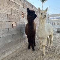 寵物羊駝活體幼崽 景區(qū)觀賞小羊駝 成年觀賞羊駝活體