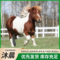 矮馬活體養(yǎng)殖 進(jìn)口設(shè)特蘭小矮馬 景區(qū)觀賞乘騎矮馬
