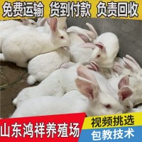 鴻祥肉兔子兔苗繁殖廠家 大量供應(yīng)1-3斤的改良肉兔子苗 送貨上門