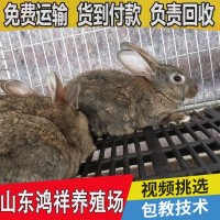 比利時(shí)種兔繁殖力怎么樣 山東鴻祥長(zhǎng)期出售高產(chǎn)比利時(shí)種兔 價(jià)格低