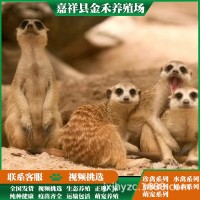 細(xì)尾獴養(yǎng)殖 成年細(xì)尾獴 狐獴幼崽呆萌可愛 適合景區(qū)觀賞互動(dòng)