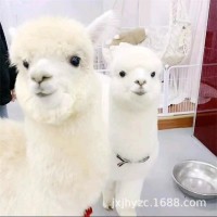 羊駝活物活體出售景區(qū)觀賞寵物可愛小羊駝活的神 獸萌寵活體羊駝