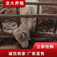 夏洛萊 牛種 廣西牛哪里買夏洛萊價(jià)格 養(yǎng)殖場(chǎng)急售常年供應(yīng)
