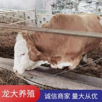 ?；铙w西門塔爾牛養(yǎng)殖場(chǎng)肉牛價(jià)格公牛出售貨到付款