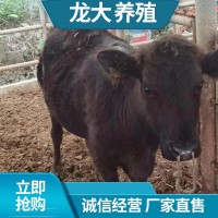 安格斯廣西養(yǎng)肉牛 肉牛養(yǎng)殖成本大型牛場(chǎng) 安格斯多少錢