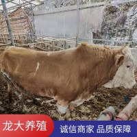 貨到付款?；铙w西門塔爾牛養(yǎng)殖場(chǎng)肉牛價(jià)格公牛出售廣西西塔達(dá)爾