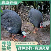 貴妃雞苗價(jià)格脫溫的活體烏黑雞苗珍珠雞苗價(jià)格哪里有買珍珠雞的