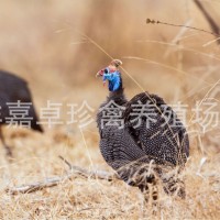雞苗批發(fā)/活的小雞苗/貴妃雞苗生態(tài)散養(yǎng)珍珠雞苗蘆花雞苗小雞活物
