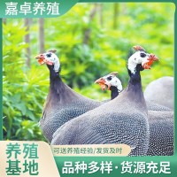 【10只起】哪里有珍珠雞苗批發(fā)脫溫青年珍珠雞苗價格珍珠雞苗養(yǎng)殖