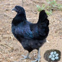 純種五黑雞苗活體批發(fā) 五黑雞半大脫溫苗 一斤左右綠殼蛋雞小雞苗