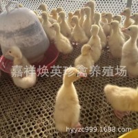 山東鵝苗批發(fā) 山東白鵝幼苗 三花白鵝 三花大種鵝苗脫溫鵝苗出售