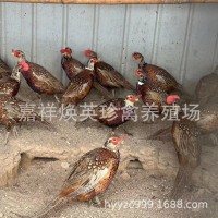 廠家供應(yīng)家養(yǎng)七彩山雞幼苗活體脫溫半斤山雞苗成年山雞批發(fā)價格