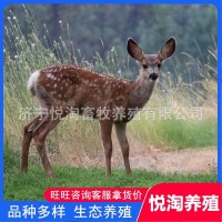 活體梅花鹿 養(yǎng)殖場銷售成年梅花鹿 親人梅花鹿幼崽 包郵全國