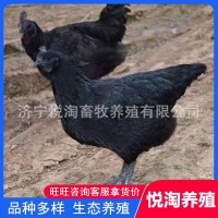 活體五黑雞 散養(yǎng)青年五黑雞 下蛋五黑雞 脫溫五黑雞幼苗