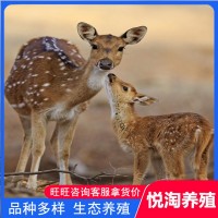 活體梅花鹿 養(yǎng)殖場銷售成年活體梅花鹿 親人梅花鹿幼崽