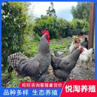 活體蘆花雞 青年下蛋蘆花雞 脫溫蘆花雞幼苗 全國包郵