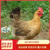 出售青腳麻雞小雞苗活體 麻羽雞土雞苗山地放養(yǎng)蛋雞幼苗批發(fā)價格