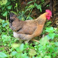 高產(chǎn)蛋雞苗麻羽綠殼蛋公苗紅公雞苗青腳土雞另有半大只小雞苗批發(fā)