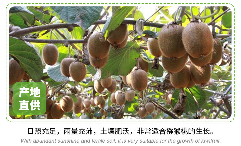 綠心-獼猴桃_10.jpg