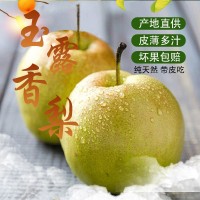 正宗玉露香梨脆甜無渣時令新鮮水果梨子特級應季水果新鮮水果包郵