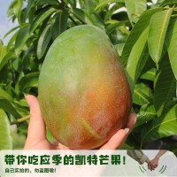 7月底發(fā)貨攀枝花凱特芒果產(chǎn)地直發(fā)5斤8斤普箱禮盒裝一件包郵