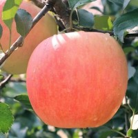 2023新果正宗陜西紅富士特大蘋果新鮮現(xiàn)摘當應季冰糖心水果批發(fā)