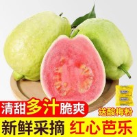 番石榴紅心芭樂新鮮水果清甜脆口軟糯香甜1/3/5/9斤整箱代發(fā)包郵