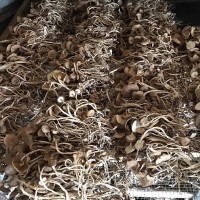 古田特產(chǎn)茶樹菇開傘商用農(nóng)家自種無硫熏食用菌爽脆嫩香煲湯包郵