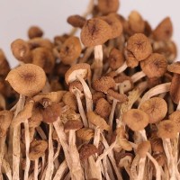 新貨茶樹菇干貨福建古田特產(chǎn)不開傘無硫熏無干燥劑凈重包郵