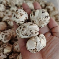 隨州干香菇廠家貨源 隨州白花菇基地 三里崗天白花菇 湖北冬菇