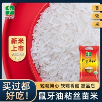 稻金鄉(xiāng)5kg軟鼠牙廣西香米10斤秈米油粘新米絲苗米南方大米長粒香