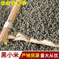 產地貨源批發(fā)當季黑小米 月子米煮粥五谷雜糧粗糧袋裝50斤