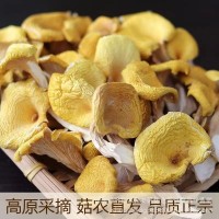 云南雞油菌香菇土特產(chǎn)干貨菌類菇類煲湯新鮮雞樅菌子榆黃菇絲