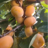 爆甜無(wú)籽冰糖心脆柿子桂林脆甜柿子新鮮當(dāng)季水果巧克力硬柿子大果